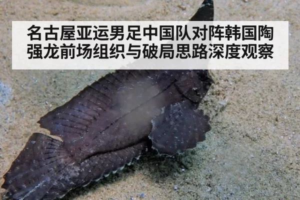 名古屋亚运男足中国队对阵韩国陶强龙前场组织与破局思路深度观察